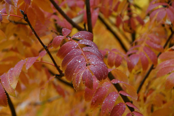 秋天的城市多雨的一天和<strong>淡黄</strong>色的叶子