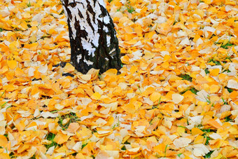 秋天的城市多雨的一天和淡黄色的叶子