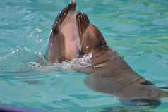 一对海豚游泳和玩的水