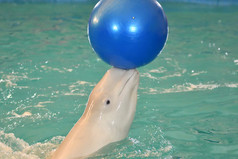 belukha年delphinapterus莱夫卡斯岛类型齿鲸鱼执行锻炼与球