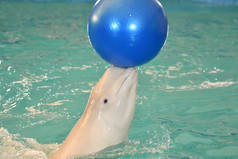 belukha类型齿鲸鱼执行锻炼与球