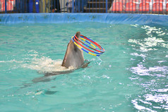 海豚执行练习与希望的室内池