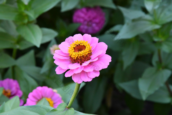 色彩斑斓的花Zinnia的夏天花园