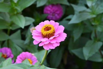 色彩斑斓的花Zinnia的夏天花园