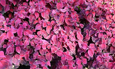 锦紫苏属常年常绿植物的家庭唇形科