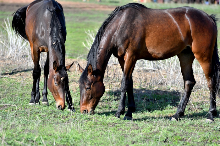 马吃草的农场早期春天图片