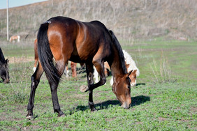 马吃草的农场早期春天