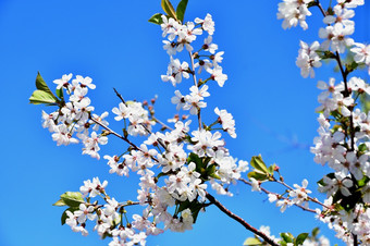 白色樱桃树花春天一天