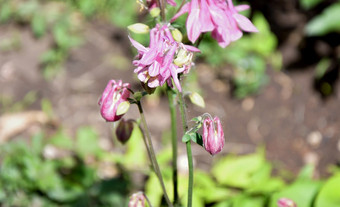 花耧斗菜<strong>寻常</strong>的拉丁耧斗菜<strong>寻常</strong>的集水耧斗菜祖母rsquo他的春天花园