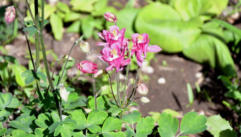 花耧斗菜寻常的拉丁耧斗菜寻常的集水耧斗菜祖母rsquo他的春天花园