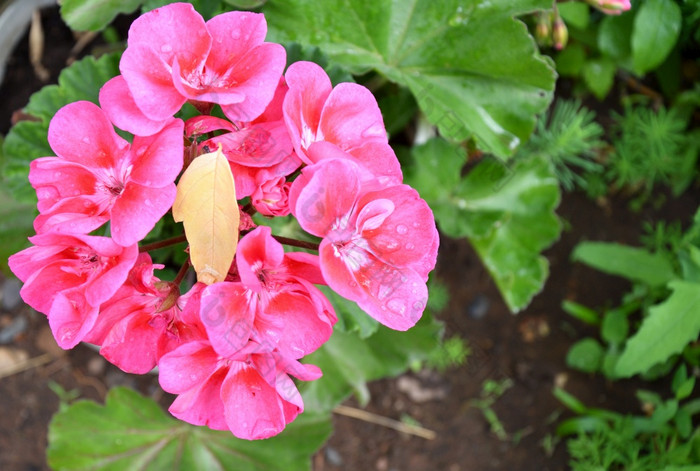 花天竺葵属植物拉丁天竺葵属植物天竺葵拉丁天竺葵苍白的粉红色的后雨的夏天花园