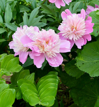 牡丹花年芍药属粉红色的颜色的夏天花园