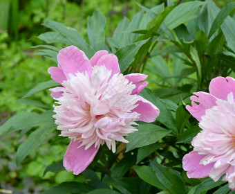 牡丹花年芍药属粉红色的颜色的夏天花园