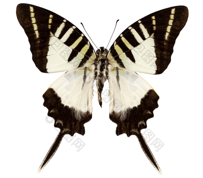 蝴蝶物种青凤蝶属漂白阿特拉图斯蝴蝶物种青凤蝶属漂白阿特拉图斯高定义极端的焦点孤立的白色背景