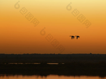 两个鸭子飞行两个鸭子飞行在的沼泽黄昏