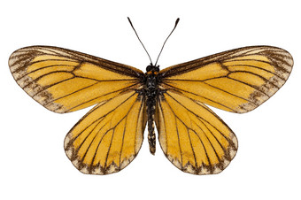 蝴蝶物种Acraeaissoria黄色的成本生成器高定义极端的焦点孤立的白色背景