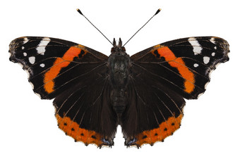 蝴蝶物种凡妮莎亚特兰大蝴蝶物种凡妮莎亚特兰大高定义与极端的焦点而且景深深度场孤立的白色背景