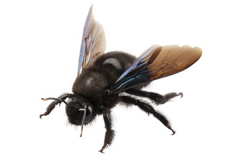 紫罗兰色的卡彭特蜜蜂<strong>物种</strong>xylocopa紫罗兰紫罗兰色的卡彭特蜜蜂<strong>物种</strong>xylocopa紫罗兰高定义与极端的焦点而且景深深度场孤立的白色背景