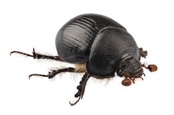 earth-boring宁录甲虫物种Geotrupesstercorarius高定义与极端的焦点而且景深深度场孤立的白色背景earth-boring宁录甲虫物种Geotrupesstercorariu