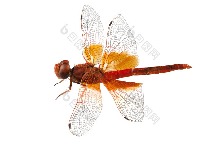 朱红色蜻蜓物种Crocothemiserythraea朱红色蜻蜓物种Crocothemiserythraea高定义与极端的焦点而且景深深度场孤立的白色背景与剪裁路径