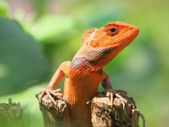 橙色蜥蜴坐着树的自然栖息地特写镜头照片
