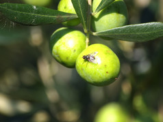 橄榄水果危险的昆虫橄榄飞