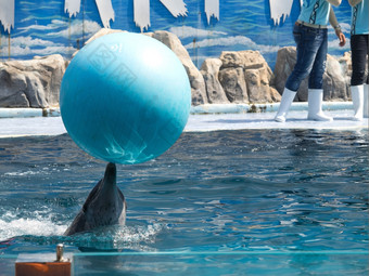 训练有素的海豚玩与球
