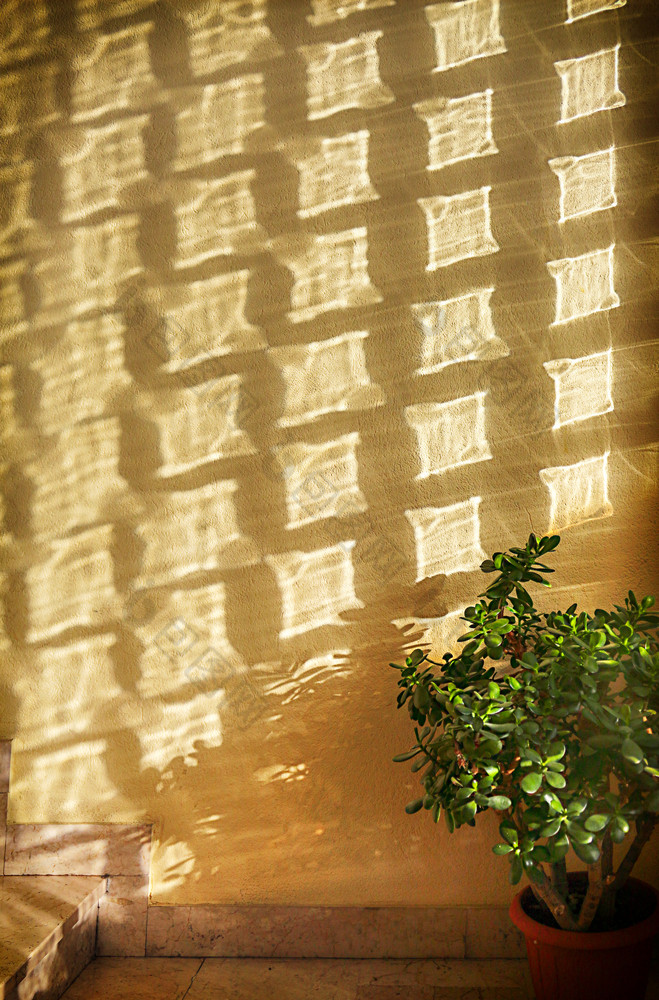 新鲜的绿色室内植物和墙与阳光