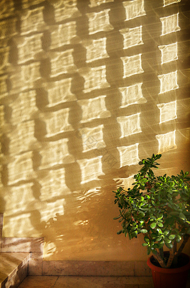 新鲜的室内植物和墙与阳光