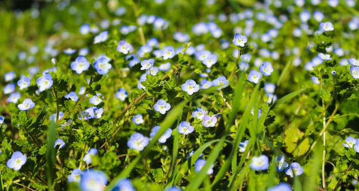 维罗妮卡花蓝色的草地蓝色的小花完整的布鲁姆