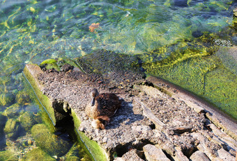 野鸭鸭与她的小鸭子休息附近的水