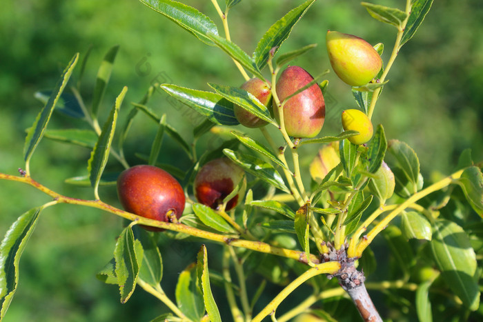 成熟枣水果ziziphus朱巴红色的日期中国人日期物种鼠李家庭