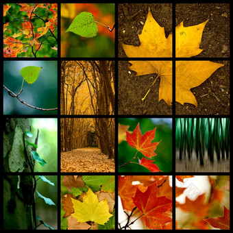 秋天主题拼贴画美丽的彩色的秋天图片