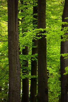 图片美丽的森林与高树干和绿色树叶