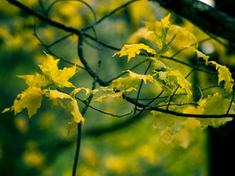 美丽的秋天图片分支彩色的树叶