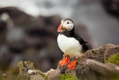 的美丽的角嘴海雀罕见的鸟specie拍摄冰岛
