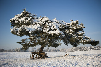 松树覆盖雪的冷淡的景观的苏斯特沙丘<strong>所以</strong>的荷兰12月