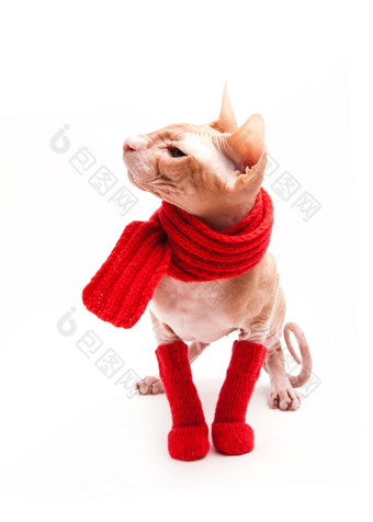 宠物猫斯芬克斯温暖的与红色的围巾而且袜子