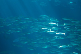 鱼水族馆海洋水族馆的深度水拍摄从玻璃与噪音