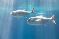 鱼水族馆海洋水族馆蓝色的深度水拍摄从玻璃与噪音