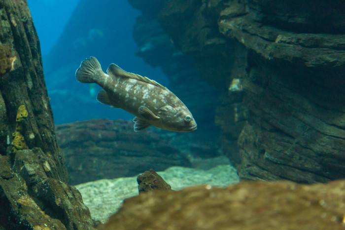 鱼水族馆海洋水族馆蓝色的深度水拍摄从玻璃与噪音