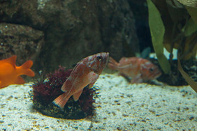 鱼水族馆海洋水族馆的深度水拍摄从玻璃与噪音