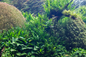 水族馆与<strong>水生植物</strong>草树叶和动物背景为装饰