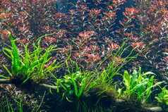 水族馆与水生植物草树叶和动物背景为装饰