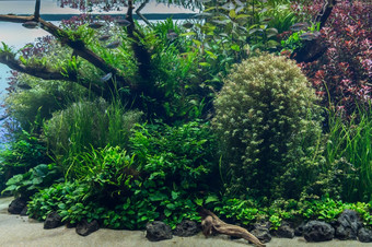 水族馆与水生植物草树叶和动物背景为装饰