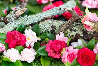 selrcted花园<strong>山茶</strong>花花装饰和美