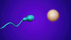 插图精子和肥沃的人类蛋受精概念