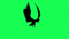 插图轮廓猎鹰滑翔和扑孤立的绿色屏幕