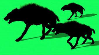 插图轮廓群土狼动物走绿色屏幕