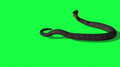 插图python蛇与绿色屏幕背景